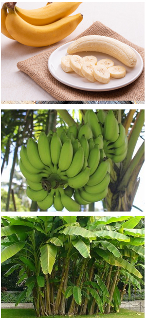 Banana Plant