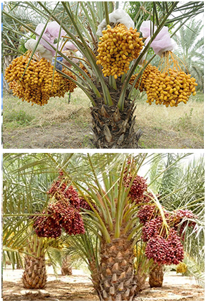Date Plant