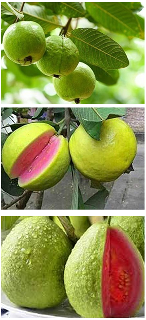 Guava Plant