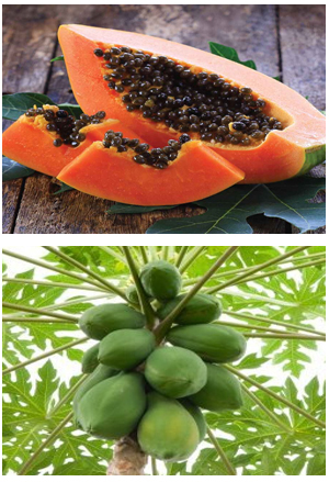 Papaya Plant