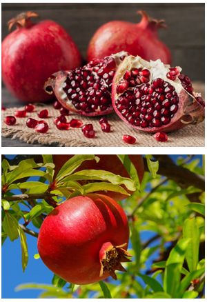 Pomegranate Plant